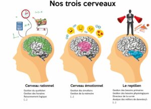 cerveau limbique reptilien néo cortex fonctions