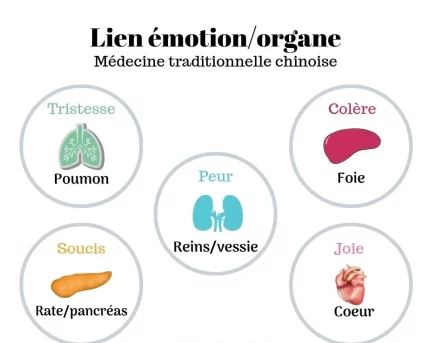 lien-emotion-organe-1